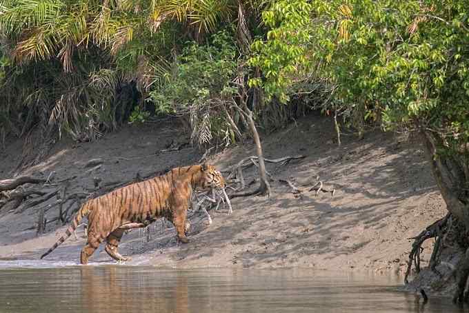 Sundarban Retreat-image-3