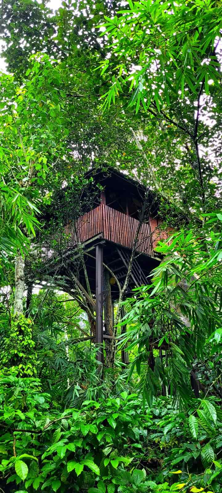 Woodland Treehouse, Wayanad Kerala | video