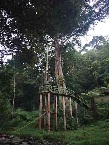 TreeTop Nest-image-2