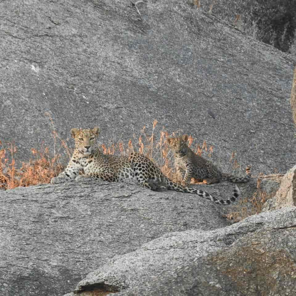 Leopard's Cave-image-1