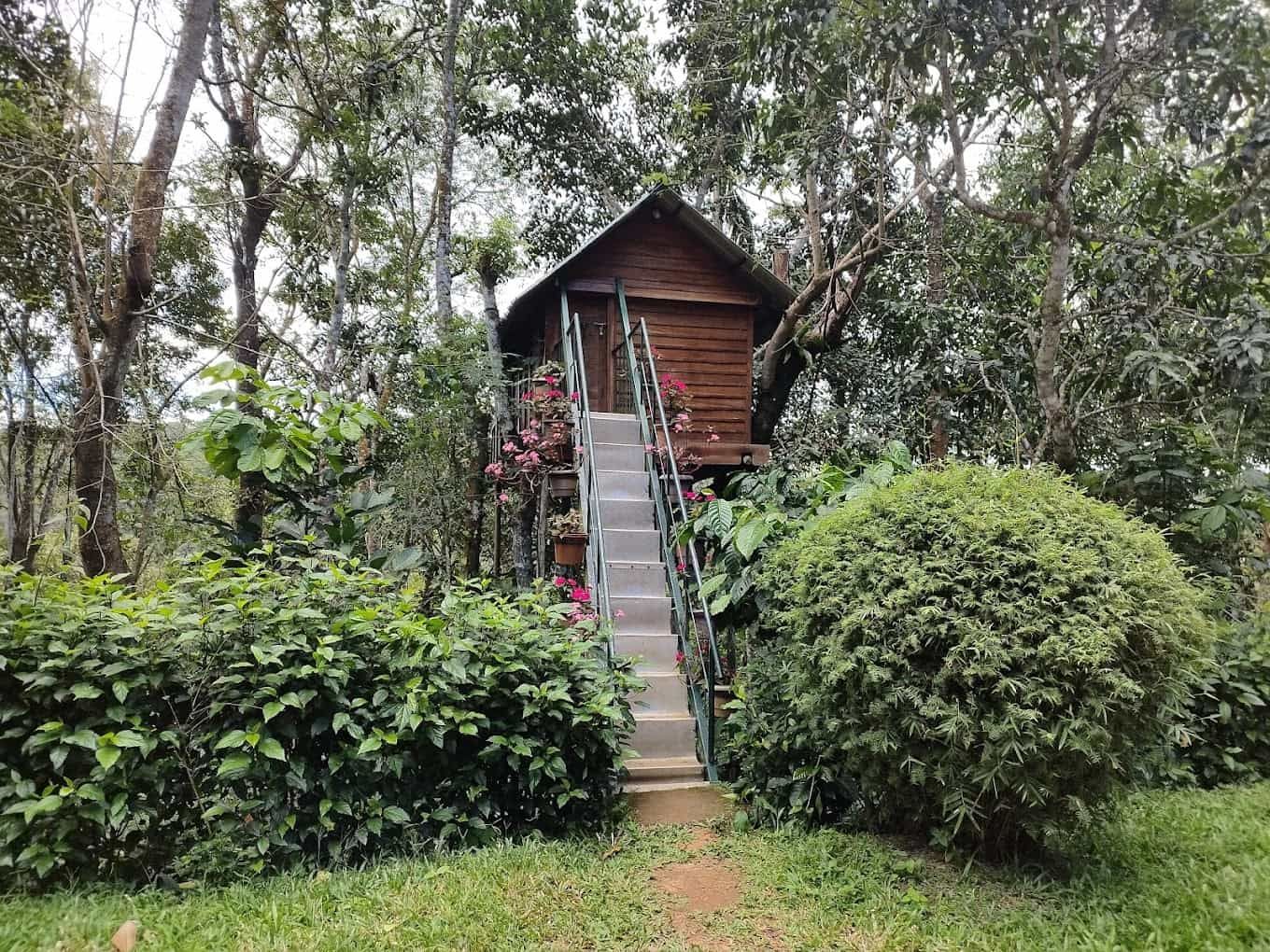 Jungle Nest, Wayanad Kerala | video